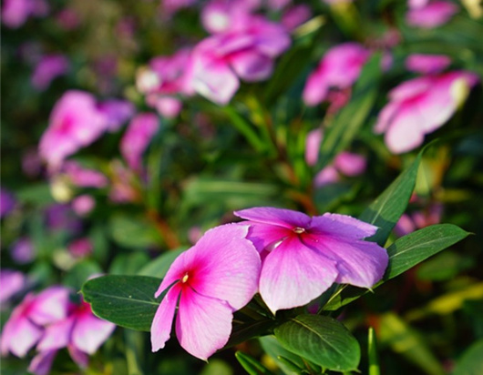 ���ލu�Ļ� �������ξW(w��ng)