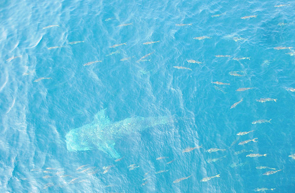 �V������������ �������ލu �L��