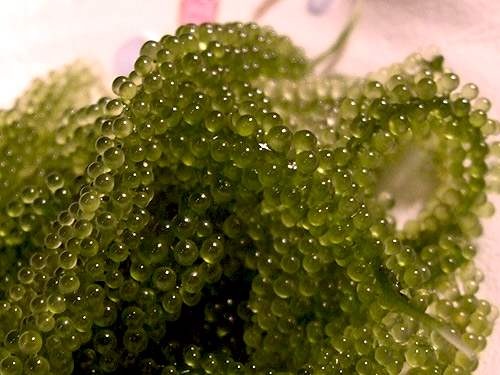 ���ލu���V������������