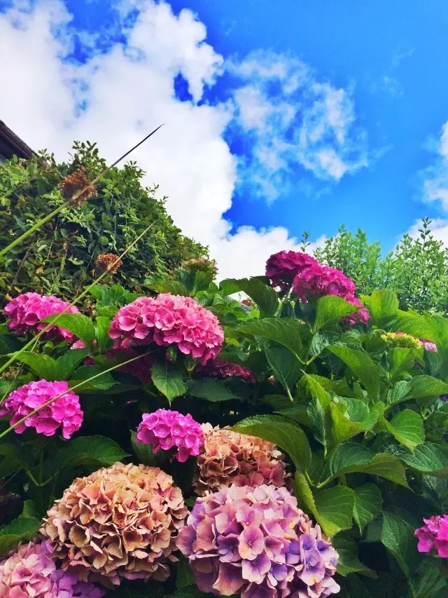 ���ލu�������V������������