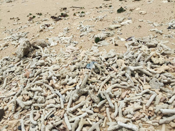 �V�����������������ލu