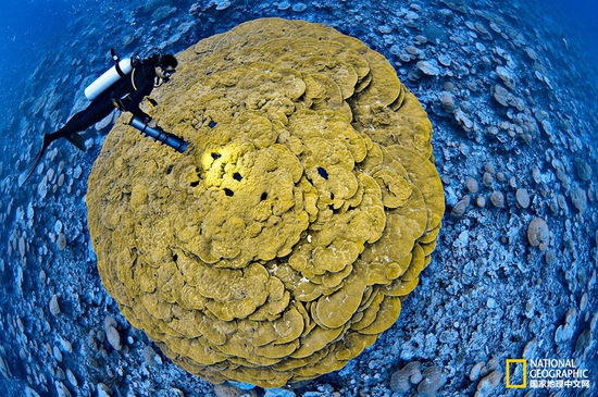 金曼礁國家紀念區(qū)，太平洋攝影：Brian Skerry，國家地理創(chuàng)意版