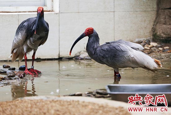 國家一級保護(hù)鳥類朱鹮