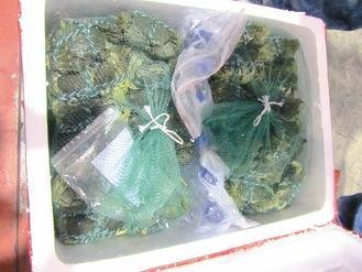  大陸進(jìn)口大閘蟹被檢出禁用的動物用藥，已全數(shù)銷毀。 圖片來源：臺灣《聯(lián)合報》