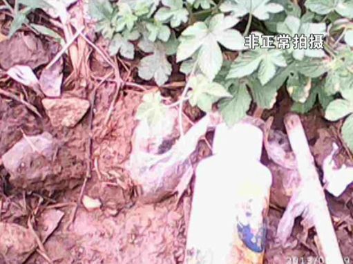 大棚蔬菜園區(qū)里到處丟棄著農(nóng)藥廢物。
