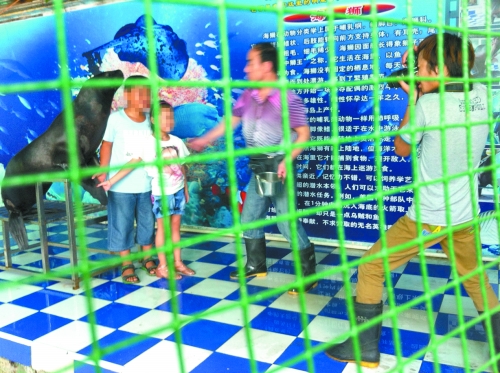海獅就這樣被飼養(yǎng)員和攝影師擺弄，稍不聽話就會遭到毒打。