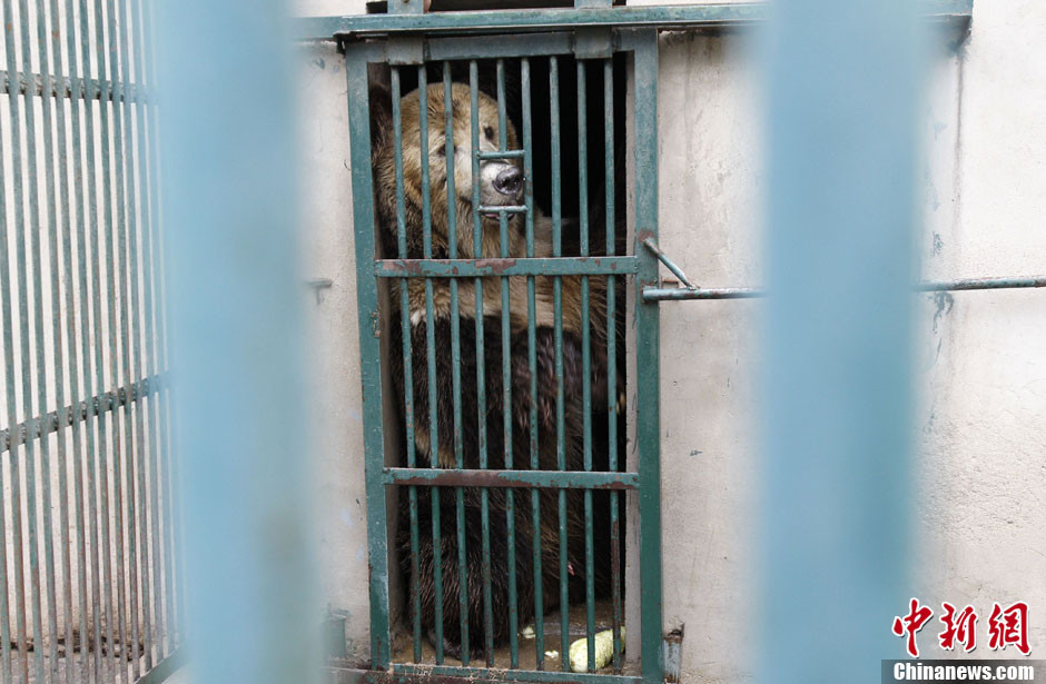 6月19日，河南鄭州，新密市動物園咬死飼養(yǎng)員的肇事棕熊被暫押在鄭州動物園內(nèi)，該熊“臥室”周圍被三重鋼