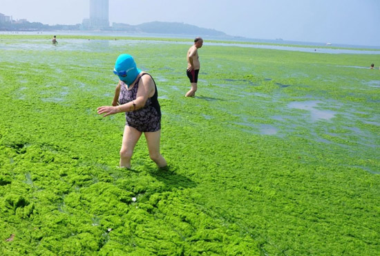 2013年7月3日，山東青島青島高溫來襲，“青島大媽”不懼滸苔，戴著“強盜面具”出現(xiàn)在海水浴場消暑降