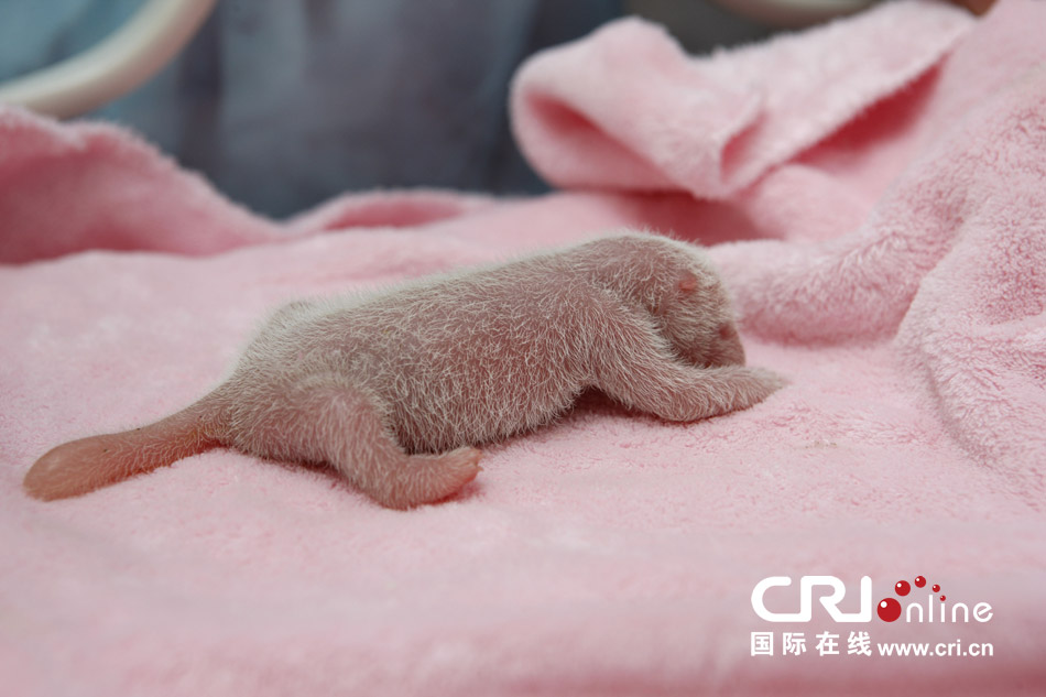2013年7月11日，成都大熊貓繁育研究基地月亮產(chǎn)房，新生大熊貓寶寶在育嬰箱里憨態(tài)可掬。