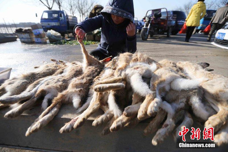 圖為12月14日，104國道靜?？h城附近，家養(yǎng)的大雁和野鴨被擺在一起售賣。田寶希 攝 圖片來源：CF