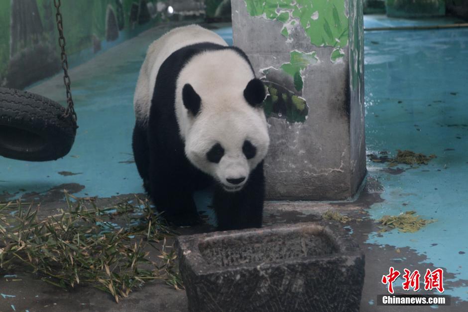 3月17日，河南鄭州動物園內的大熊貓“龍昇”。
