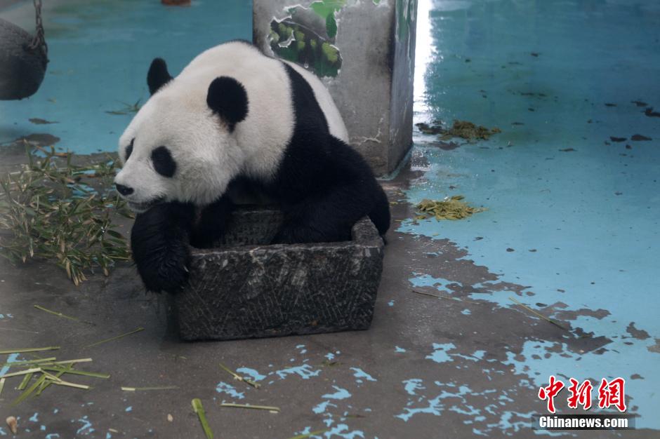 3月17日，河南鄭州動物園內的大熊貓“龍昇”。