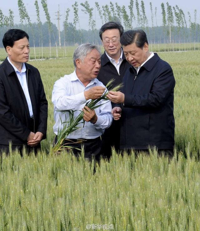 習近平走進糧田,看麥穗灌漿,問農田建設。