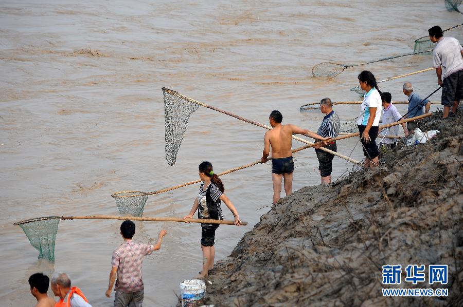 7月6日,在山西省平陸縣黃河岸邊,人們?cè)诤舆叢稉泣S河“流魚”。