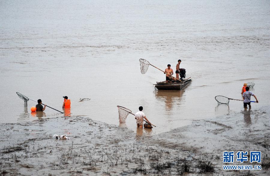 7月6日,在山西省平陸縣黃河河道內(nèi),人們?cè)诓稉泣S河“流魚”。
