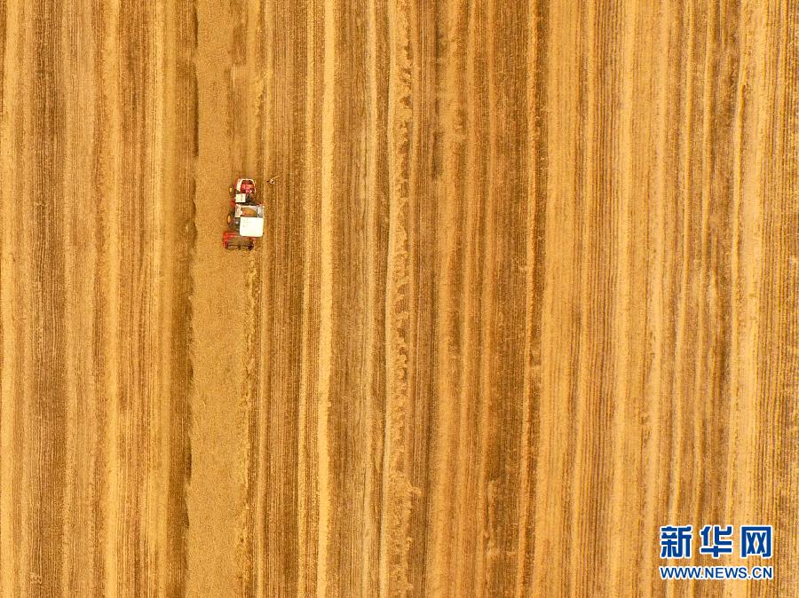 這是5月28日在河南省南陽市唐河縣甘河灣村航拍的麥?zhǔn)宅F(xiàn)場。