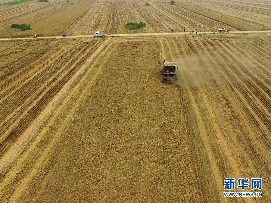 這是5月28日在河南省南陽市唐河縣甘河灣村航拍的麥?zhǔn)宅F(xiàn)場。