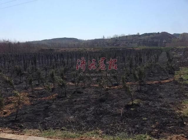 濟源一村民上墳燒紙引發(fā)火災 種植地被燒成黑土地