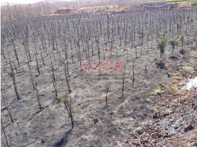 濟源一村民上墳燒紙引發(fā)火災 種植地被燒成黑土地