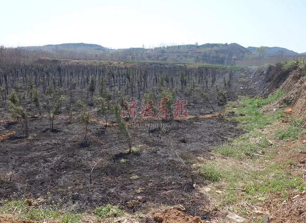 濟源一村民上墳燒紙引發(fā)火災 種植地被燒成黑土地