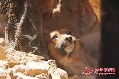 探出頭的小黃狗期待地看著救他的人。王生元/攝