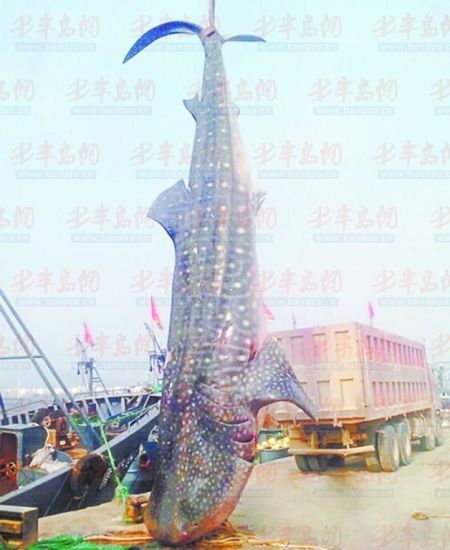 9月8日，日照漁民捕獲的重達(dá)10余噸的鯨鯊。(照片來自大眾網(wǎng))