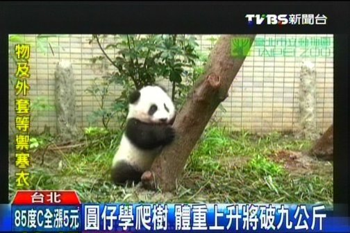 大陸贈(zèng)臺(tái)熊貓幼崽將逾9公斤 學(xué)爬樹場(chǎng)面逗趣