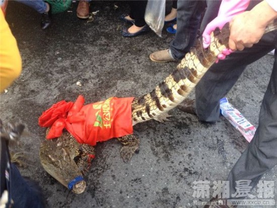 車(chē)上的鱷魚(yú)爬上路面。記者 向帥
