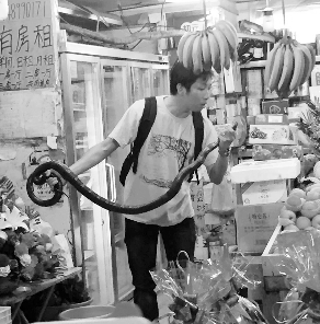 捕蛇專家張亮抓住眼鏡王蛇。信息時報記者 康健 翻拍