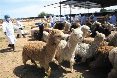 昨日，由智利進口的946頭羊駝，被運抵大興一動物檢疫隔離場進行檢驗檢疫。記者 王貴彬 攝