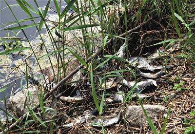 南沙河中漂浮著大量生活垃圾和腐爛水草等物，岸邊出現(xiàn)大量死魚。新京報記者郭鐵流攝