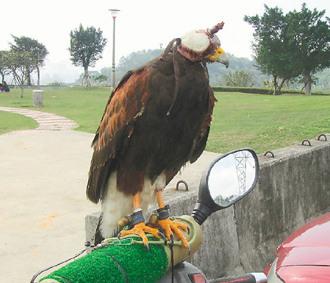 闖禍的老鷹則被主人戴上頭套，以鐵鏈鎖在摩托車的車頭上“罰站”/臺灣《聯(lián)合報》圖