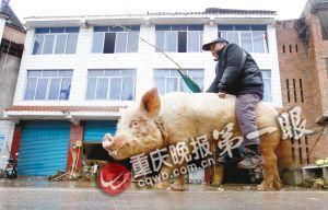 蔣大爺騎著他的種豬出門，回頭率很高。