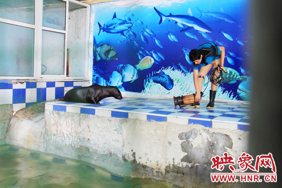 圖為飼養(yǎng)員和海獅。