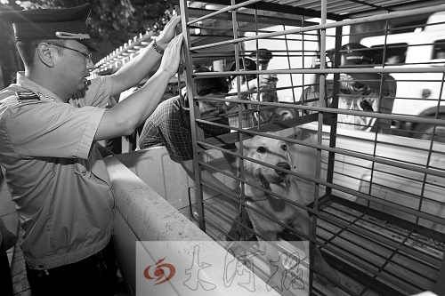 相關(guān)部門將加強管理，今年12月起烈性犬一律沒收。 （資料圖）