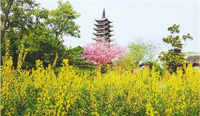 綠博園盛開的鮮花“期待”和市民“約會”。
