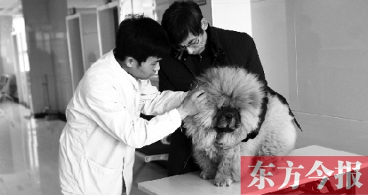 在一家大型寵物醫(yī)院里，生病的狗狗正在接受治療