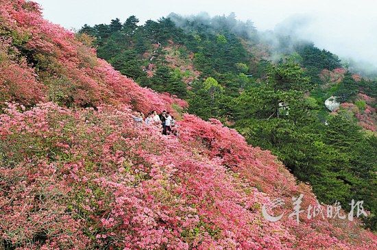 　　湖北麻城龜峰山10萬畝連片野生杜鵑。