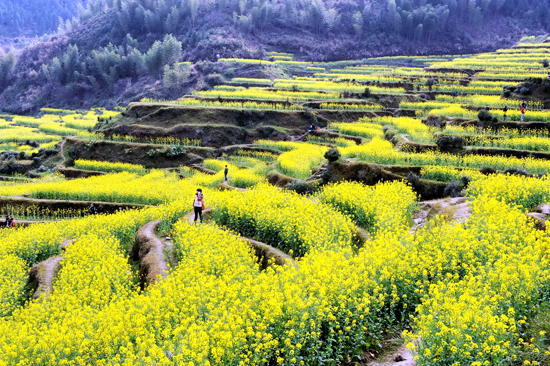 看油菜花不跑遠(yuǎn) 盤(pán)點(diǎn)專屬河南的油菜花田