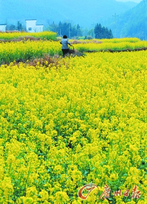 　　江嶺的油菜花已經(jīng)盛開。