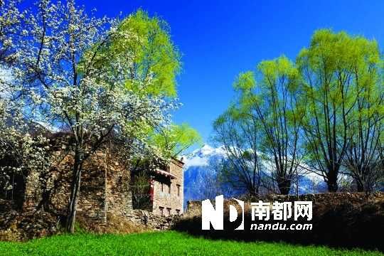 　　三月里,川西北的梨花盛放,寨子、碉樓、梨花……構(gòu)成最美的丹巴風(fēng)光。