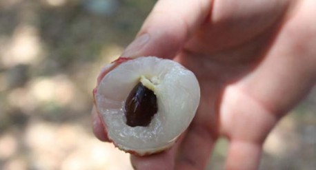 　　這就是傳說(shuō)中的瓤肉瑩白如冰雪,漿液甘酸如醴酪。大家一下就摘了半筐。