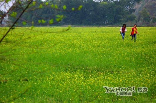 　　英德國家森林公園是廣東唯一的油菜花主題旅游景區(qū)。(圖片來源:CFP)