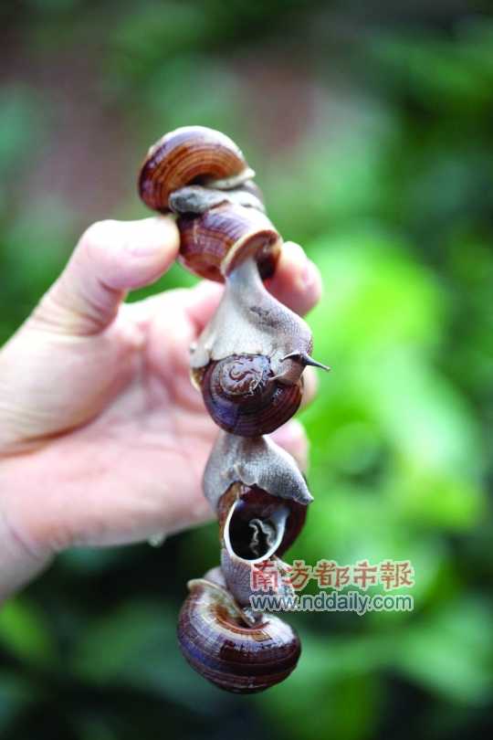 廣西的野生蝸牛追求原汁原味，做法也非常精簡。