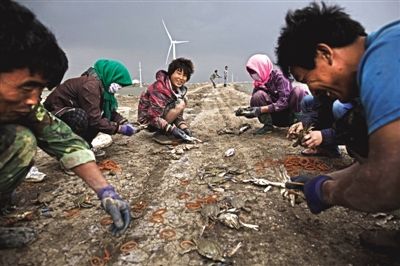 大雨將至，渤海邊的蟹池旁，蟹農(nóng)們不慌不忙地收綁梭子蟹。
