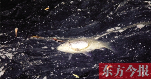 五月九日，鄭州帝湖，漂在黑色的湖面上的死魚