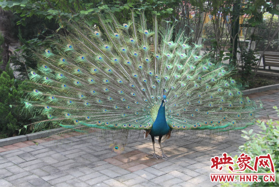 游客們來(lái)到動(dòng)物園可以近距離觀賞孔雀開(kāi)屏。