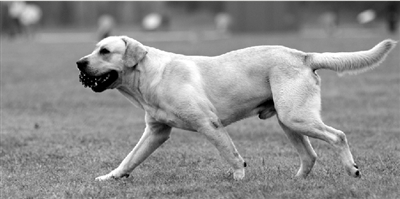 養(yǎng)犬限高35厘米一旦實(shí)施，拉布拉多、金毛等大型犬將被禁養(yǎng)。