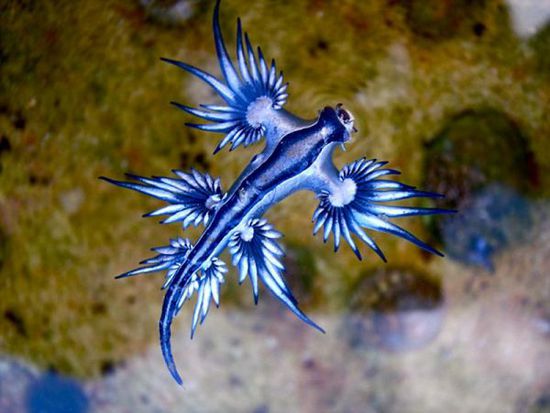 經(jīng)海洋生物學家鑒定，該生物為大西洋海神海蛞蝓。（網(wǎng)頁截圖）