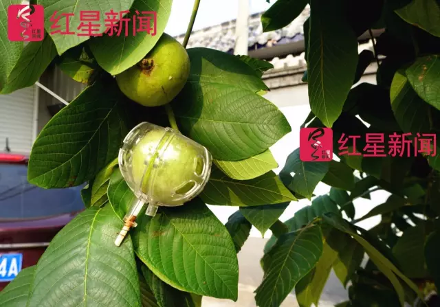 文玩核桃遇冷由幾萬(wàn)一對(duì)降到5元沒人要？商戶否認(rèn)